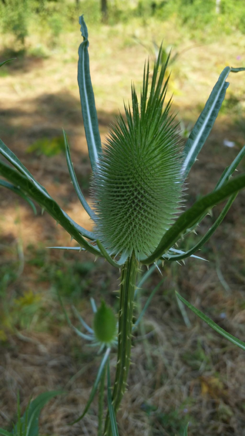 Dipsacus fullonum L. (Asteraceae)